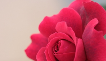 处女膜修复术疼不疼